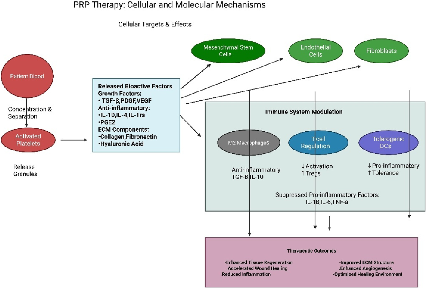 PRP Therapy diagram illustrating cellular and molecular mechanisms. It shows patient blood being concentrated to release activated platelets, which release bioactive factors targeting mesenchymal stem cells, endothelial cells, and fibroblasts. This modulates the immune system, involving M2 macrophages, T-cell regulation, and tolerogenic dendritic cells. Therapeutic outcomes include enhanced tissue regeneration, accelerated wound healing, reduced inflammation, improved ECM structure, enhanced angiogenesis, and optimized healing environment.