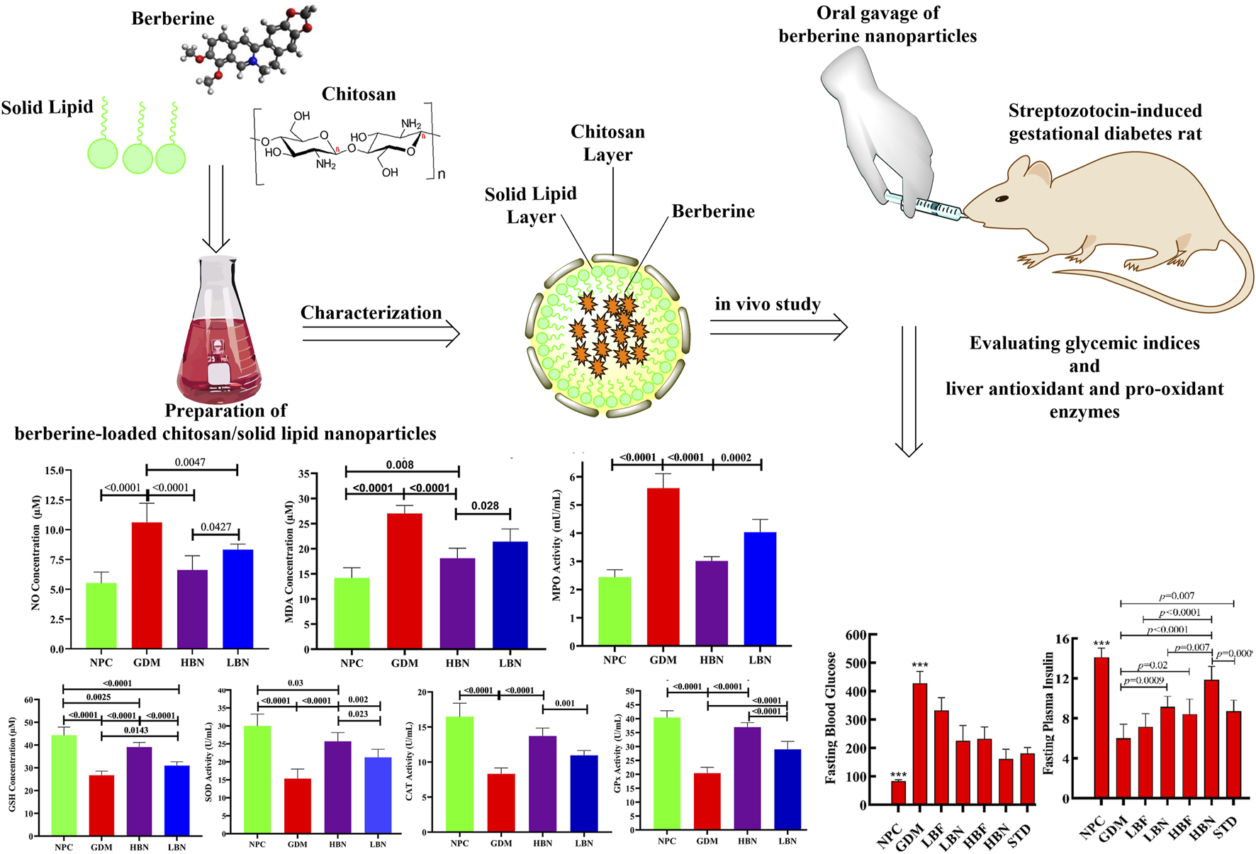 Preparation and evaluation process of berberine-loaded chitosan/solid lipid nanoparticles. Includes molecular structures, an in vivo study depiction with a rat, and various bar graphs showing the concentration and activity levels of different enzymes and indices such as NO, MDA, MPO, and glutathione, along with fasting blood glucose and plasma insulin levels across different treatment groups. Statistical significance values are indicated.