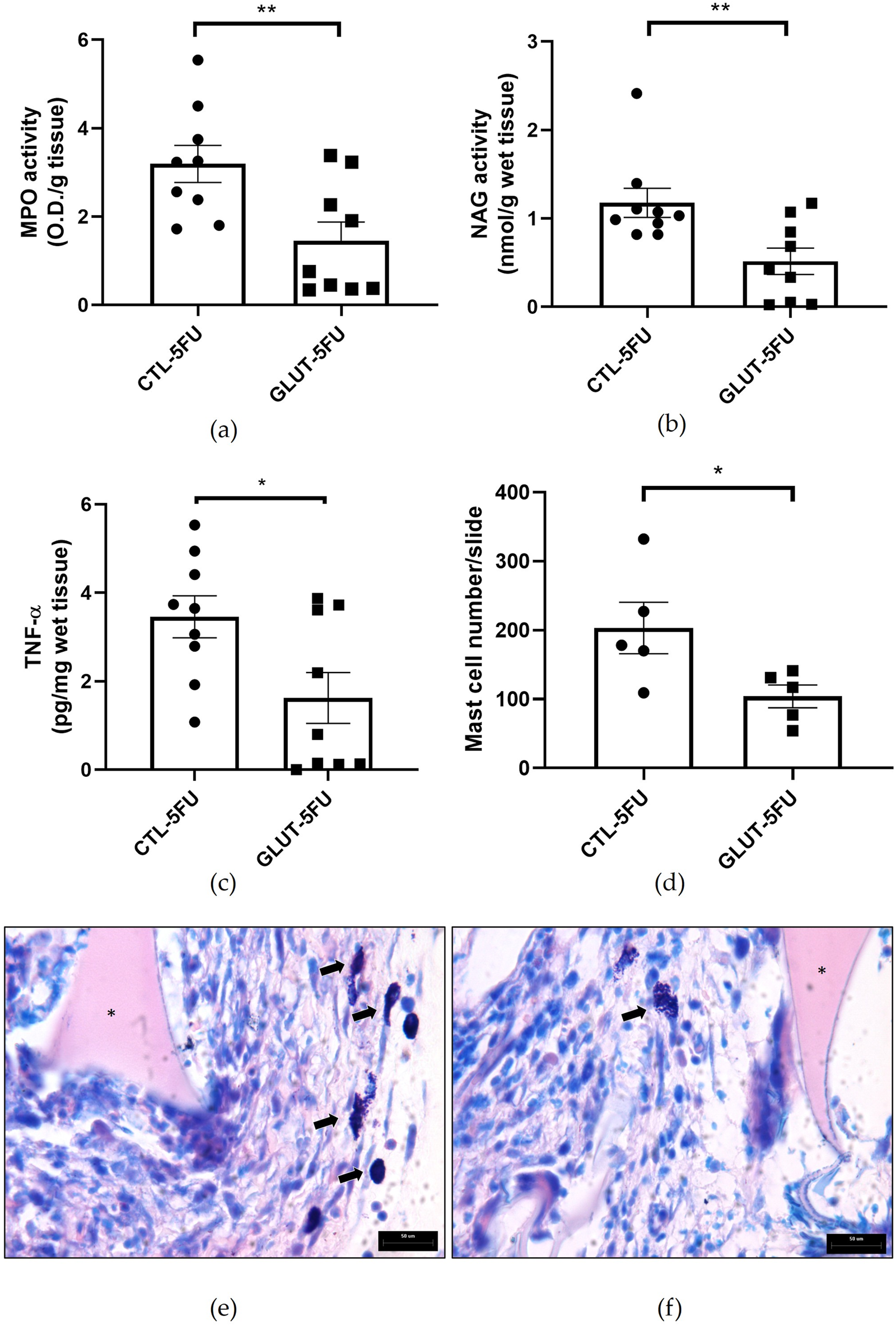 Panel a displays a bar graph comparing MPO activity between CTL-5FU and GLUT-5FU groups, showing a significant decrease in GLUT-5FU. Panel b shows a bar graph of NAG activity with similar significant reductions in GLUT-5FU. Panel c presents TNF-alpha levels, again lower in GLUT-5FU versus CTL-5FU. Panel d summarizes mast cell numbers, also reduced in GLUT-5FU. Panels e and f are histological images, with arrows indicating mast cells in both groups, and fewer mast cells visible in panel f compared to panel e, consistent with quantifications above. Scale bars are visible for reference.