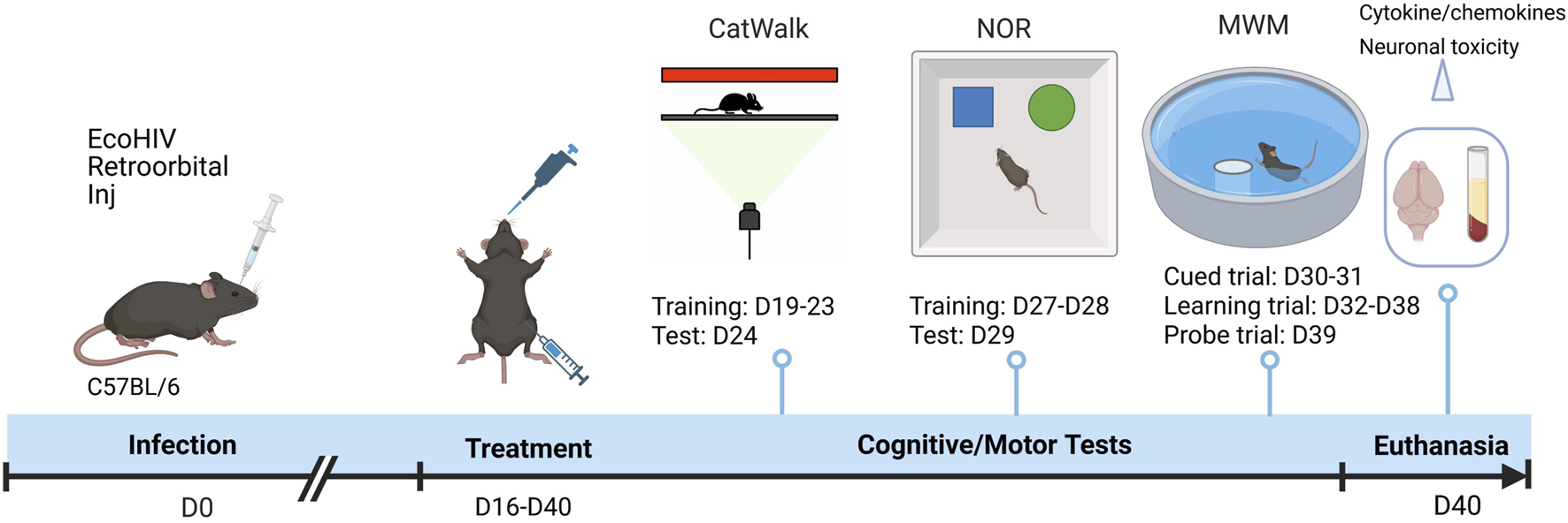 Diagram illustrating a C57BL/6 mouse study timeline. Infection via EcoHIV retroorbital injection occurs on day zero. Treatment phase spans days sixteen to forty. Cognitive and motor tests are from days nineteen to thirty-nine, including CatWalk on days nineteen to twenty-four, Novel Object Recognition (NOR) on days twenty-seven to twenty-nine, and Morris Water Maze (MWM) on days thirty to thirty-nine. Euthanasia on day forty for cytokine/chemokine and neuronal toxicity assessments.