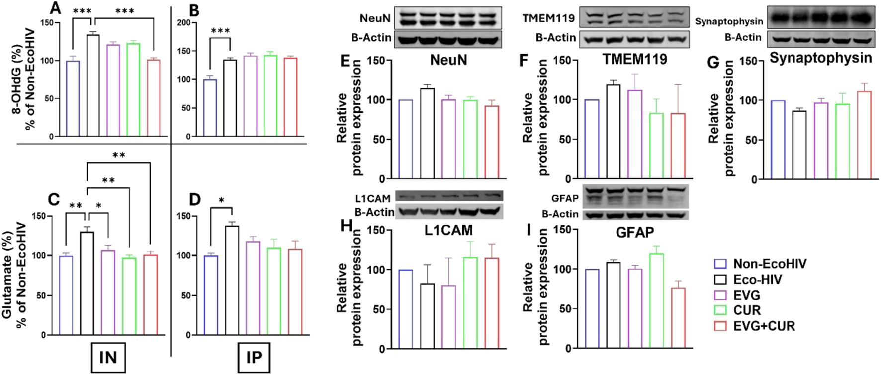 Graphs and protein expression images show the effects of various treatments on 8-hydroxydeoxyguanosine (A, B), glutamate levels (C, D), and protein expressions of NeuN (E), TMEM119 (F), Synaptophysin (G), L1CAM (H), and GFAP (I). The treatments are Non-EcoHIV, Eco-HIV, EVG, CUR, and EVG+CUR. Bar charts display statistical differences with significance indicated by asterisks.