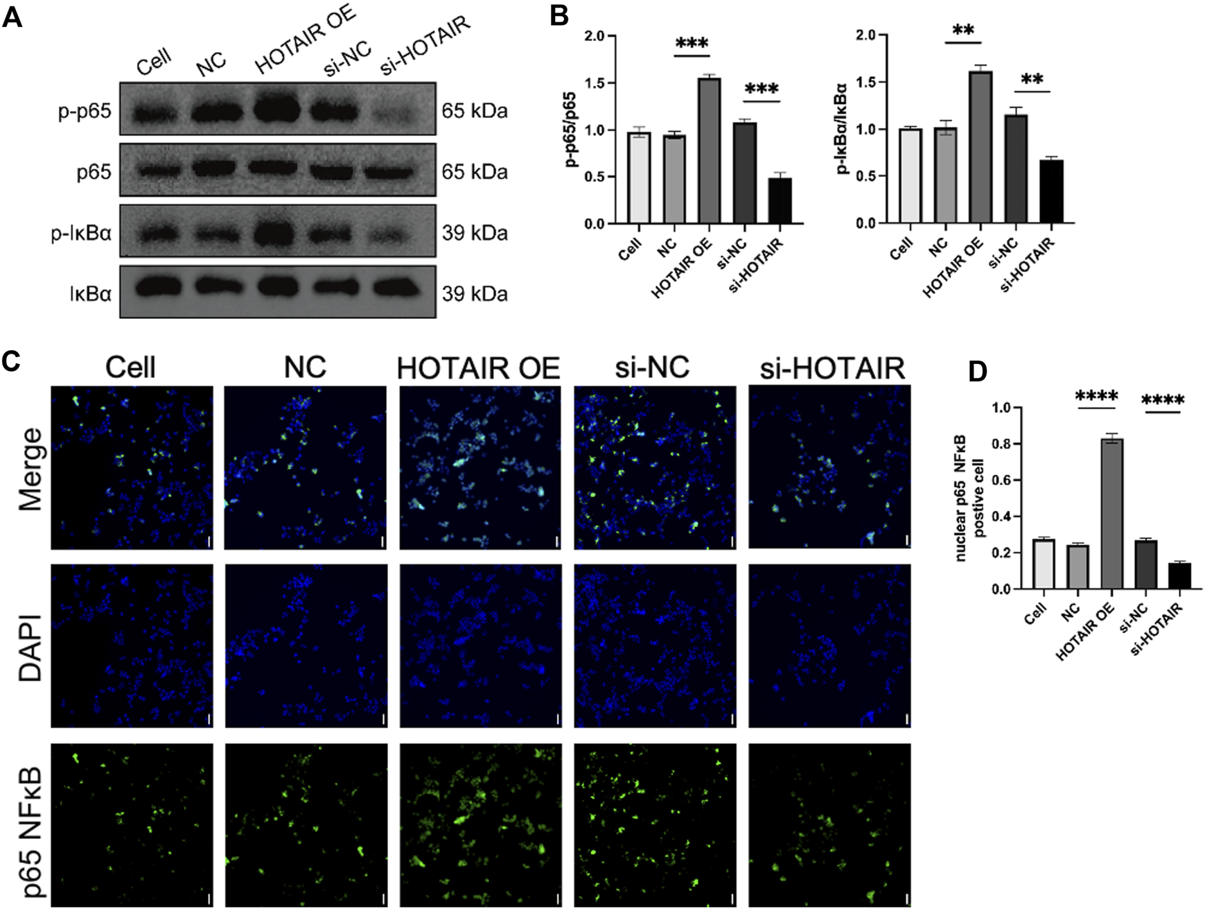 Western blot and immunofluorescence analyses examining NF-κB signaling in various cell conditions are depicted. Panel A shows Western blot results for p-p65, p65, p-IκBα, and IκBα. Panel B contains bar graphs illustrating protein expression levels under different conditions, with significant differences marked by asterisks. Panel C displays fluorescence images of cells stained with DAPI and labeled for p65 NF-κB. Panel D presents quantification of p65 NF-κB positive cells. The study focuses on the effects of HOTAIR overexpression and knockdown in different cell conditions.