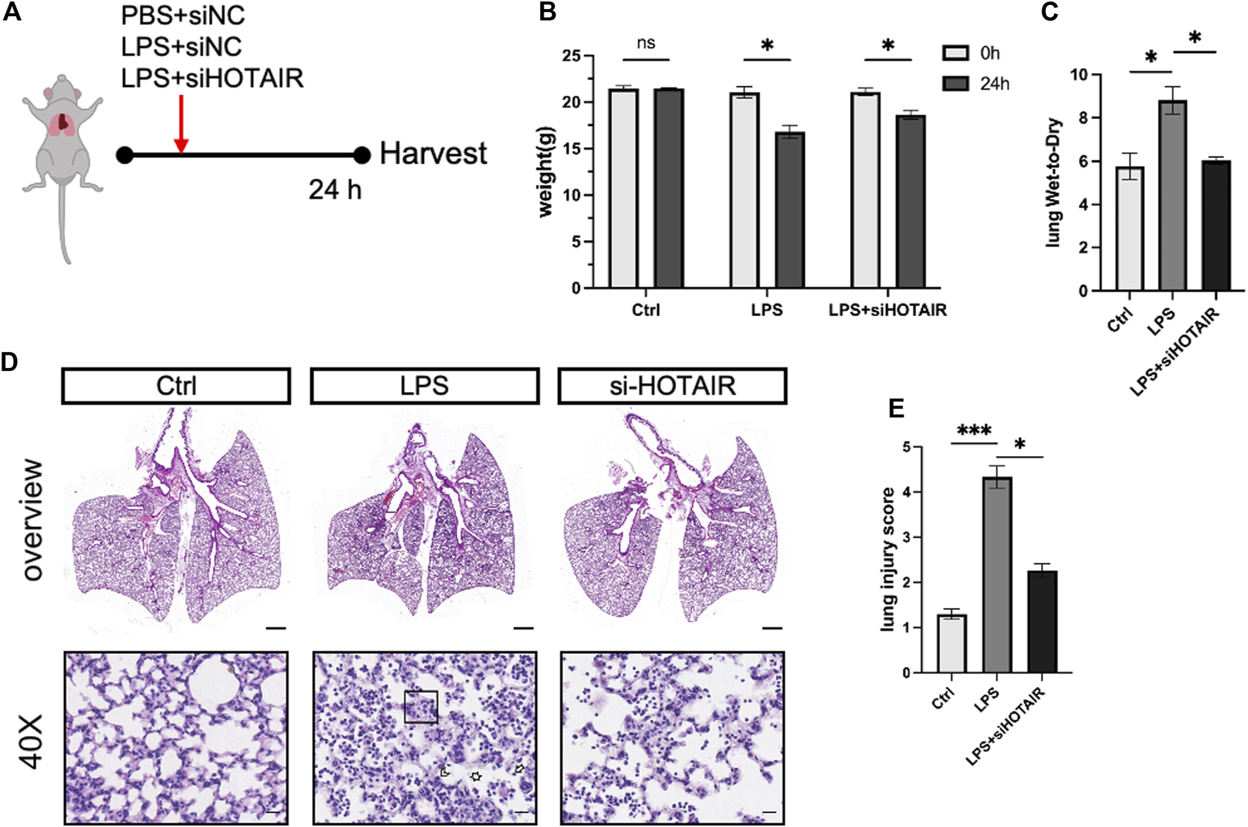Diagram showing an experimental study of lung injury in mice. Panel A: Timeline of treatments with PBS+siNC, LPS+siNC, LPS+siHOTAIR over 24 hours. Panel B: Bar graph comparing body weight at 0 and 24 hours for control, LPS, and LPS+siHOTAIR groups, indicating weight change. Panel C: Bar graph showing lung wet-to-dry ratio differences. Panel D: Microscopic lung images in control, LPS, and si-HOTAIR groups with 40X magnification insets. Panel E: Bar graph of lung injury scores, highlighting significant differences among groups. Asterisks denote statistical significance.