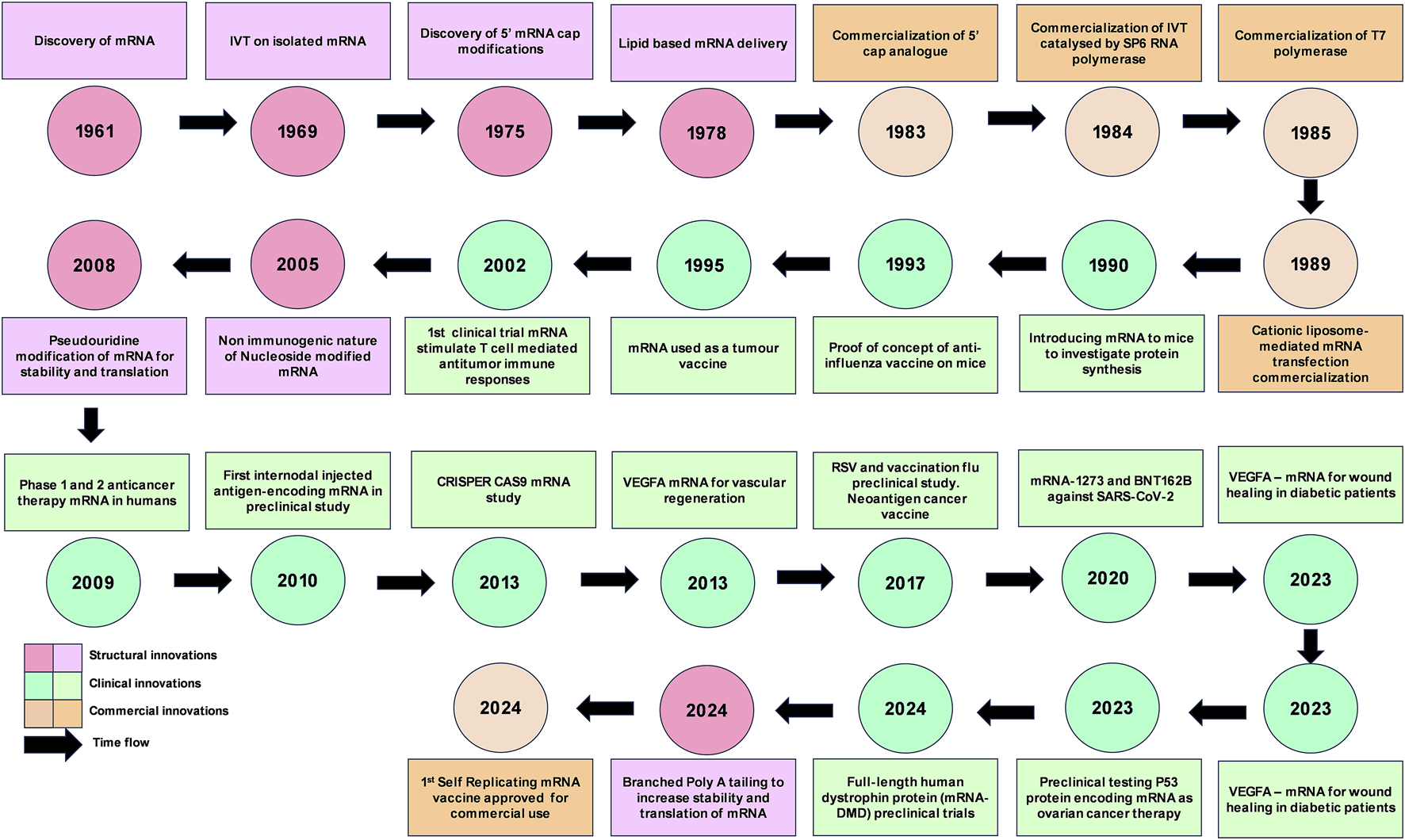 Timeline chart illustrating the history of mRNA innovations from 1961 to 2024. Key milestones include the discovery of mRNA in 1961, commercialization achievements, clinical breakthroughs like the first mRNA cancer therapy trials, and the development of vaccines. The timeline is color-coded to differentiate structural, clinical, and commercial innovations. The latest events include mRNA for wound healing in diabetic patients in 2023 and the approval of a self-replicating mRNA vaccine in 2024. Arrows denote the flow of time.