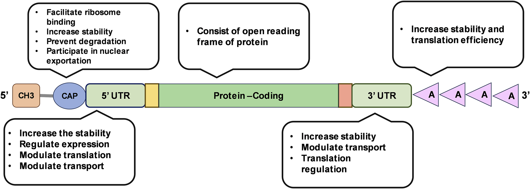 Diagram of eukaryotic mRNA structure includes 5' end with CH3 and CAP, 5' UTR, protein-coding region, 3' UTR, and poly-A tail. Labels describe functions like ribosome binding, stability, expression regulation, and translation efficiency.