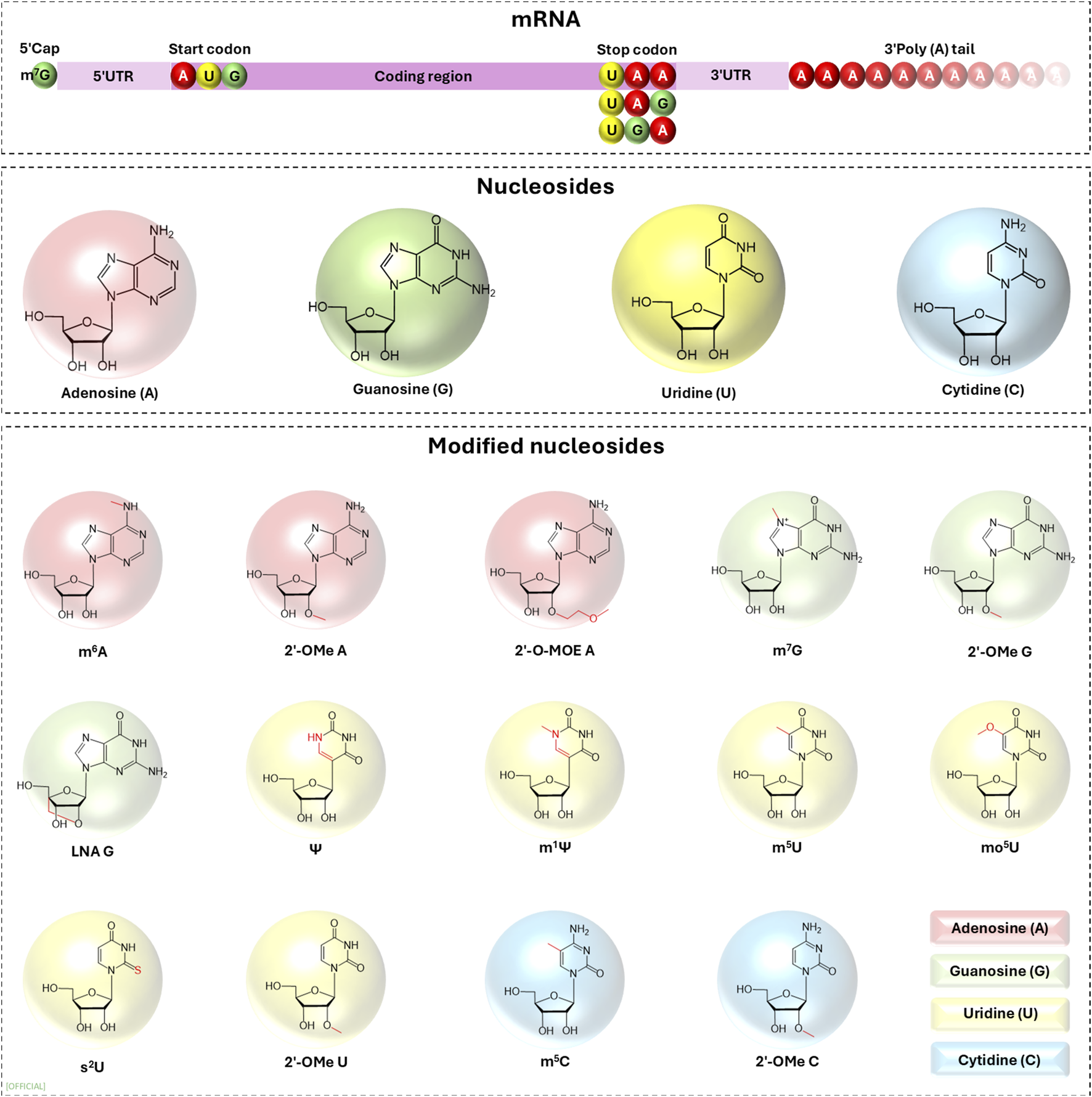 Diagram illustrating mRNA structure and nucleosides. Top section shows mRNA with 5' cap, start and stop codons, coding region, and poly(A) tail. Middle section displays standard nucleosides: adenosine, guanosine, uridine, and cytidine, represented by colored spheres with structural formulas. Bottom section depicts modified nucleosides, including m6A, 2'-O-Me A, and others, also shown with structural formulas. Color key identifies nucleosides: adenosine (pink), guanosine (green), uridine (yellow), and cytidine (blue).