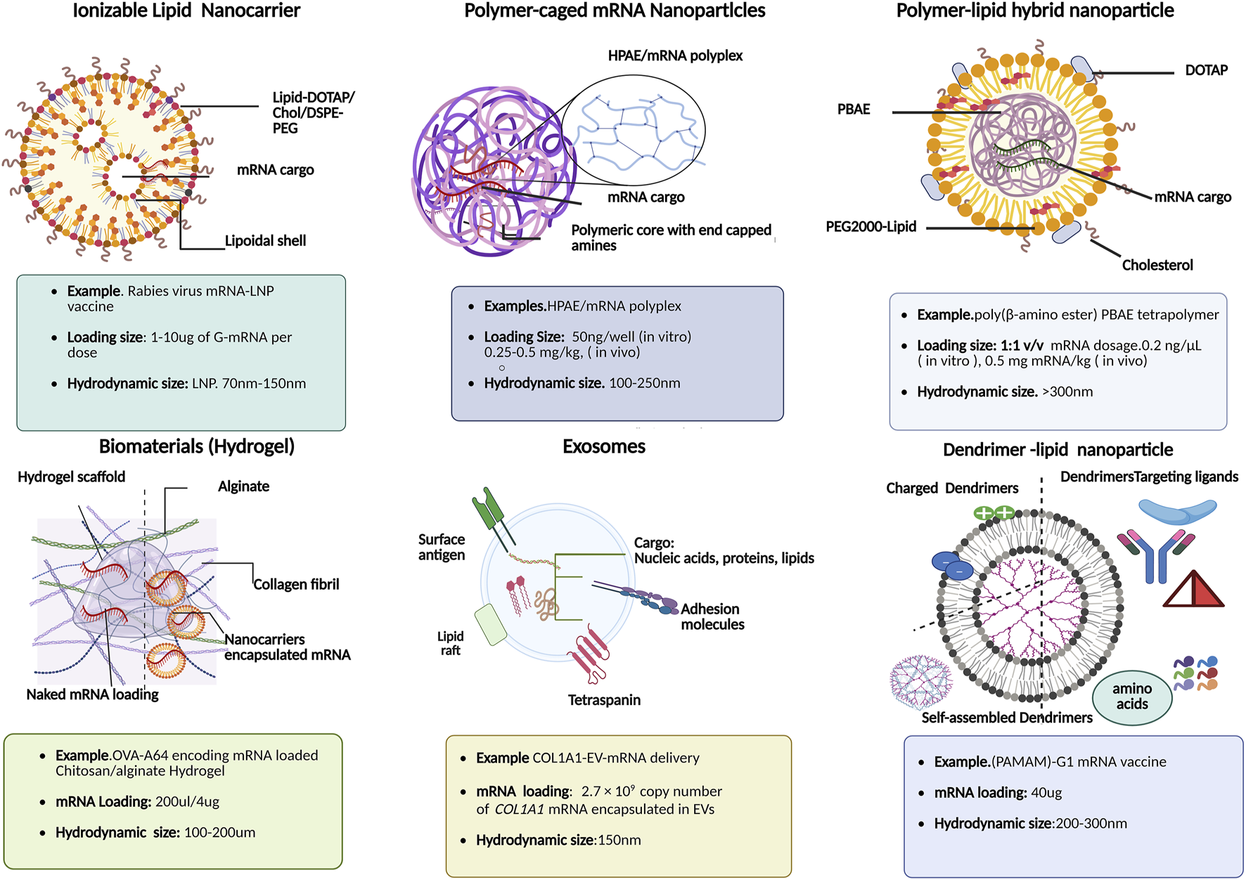 Diagram depicting 6 different types of mRNA encapsulation formulation strategies with disease-specific clinical applications downstream: ionizable lipid nanocarrier, polymer-caged mRNA nanoparticles, polymer-lipid hybrid nanoparticle, biomaterials (hydrogel), exosomes, and dendrimer-lipid nanoparticles. Each includes example applications, loading sizes, and hydrodynamic sizes. mRNA cargo and structural components are illustrated for each type, showing differences in design and function. This highlights varying delivery mechanisms in the context of mRNA therapeutics.