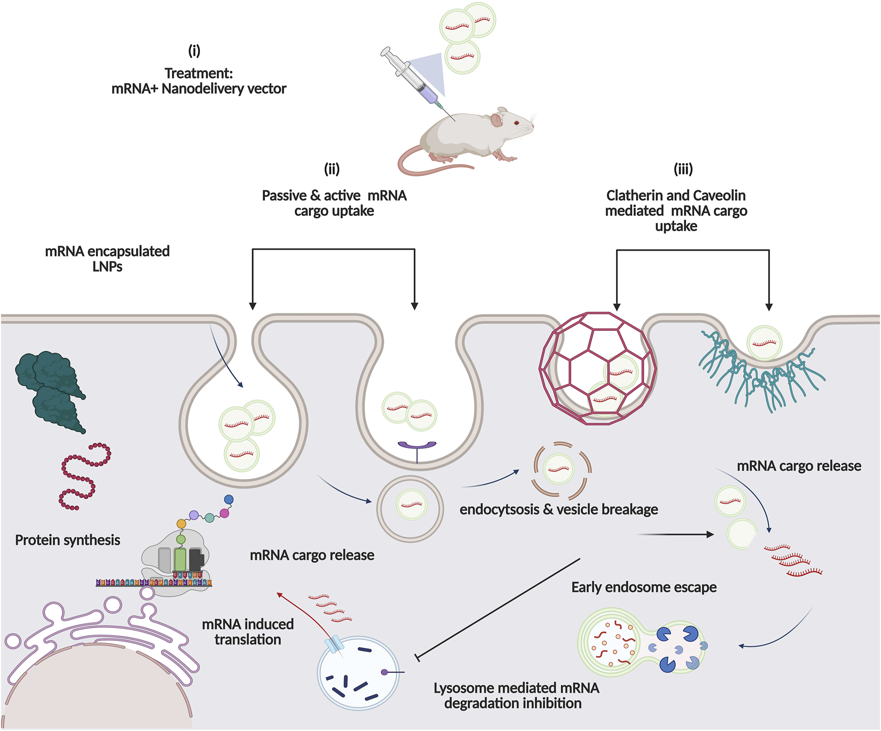 Illustration depicting mRNA delivery and functional protein synthesis in target cells (in unhealthy patients). A mouse receives an mRNA nanodelivery vector injection through a subcutaneous route (shown here). The mRNA encapsulated in lipid nanoparticles (LNPs) undergoes passive and active uptake by cells through a mechanism known as endocytosis. Following cellular internalization, vesicle breakage occurs, followed by early endosome escape through a bioresponsive linker that covalently attaches target mRNA to a specific delivery vector. mRNA cargo is then released. Inhibiting lysosome-mediated degradation. Finally, mRNA induces translation, leading to protein synthesis. Key processes are annotated sequentially.