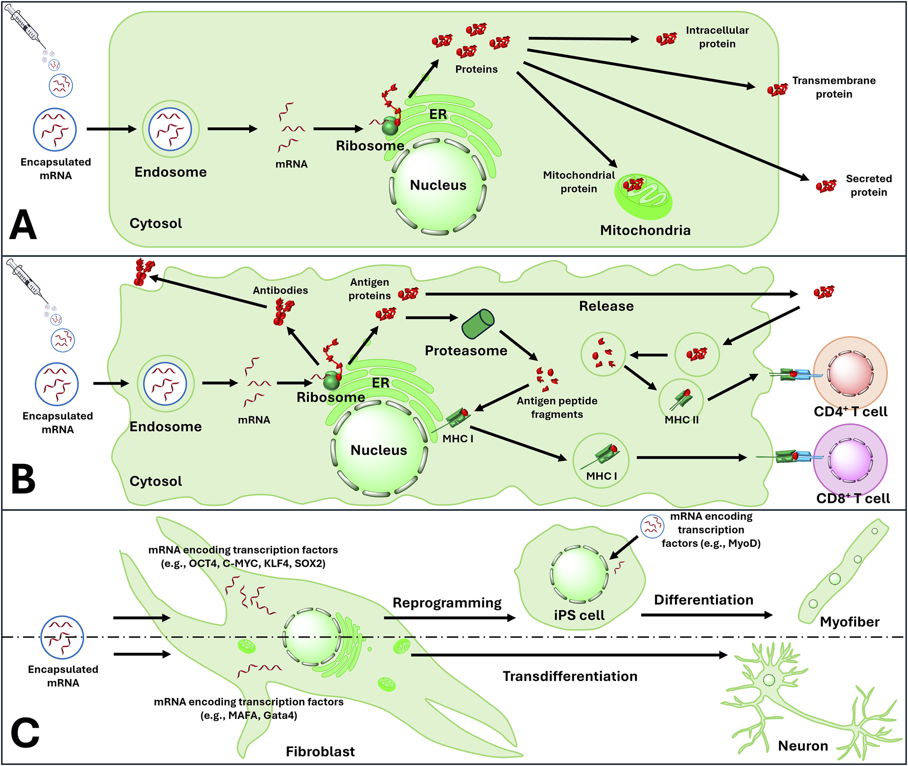Diagram presenting a conceptual and generalised view of the mRNA therapeutic strategies discussed in the article. The figure is divided into three panels: (A) Protein Replacement Therapy, showing mRNA translation into intracellular, transmembrane, secreted, or mitochondrial proteins to restore function; (B) Immunomodulation, where mRNA expression leads to antigen presentation on MHC I and II molecules, activating CD4+ and CD8+ T cells and antibody release; and (C) Cellular Modulation, where mRNA encoding transcription factors (e.g., OCT4, SOX2) reprograms fibroblasts into iPS cells or transdifferentiates them into neurons or myofibers.