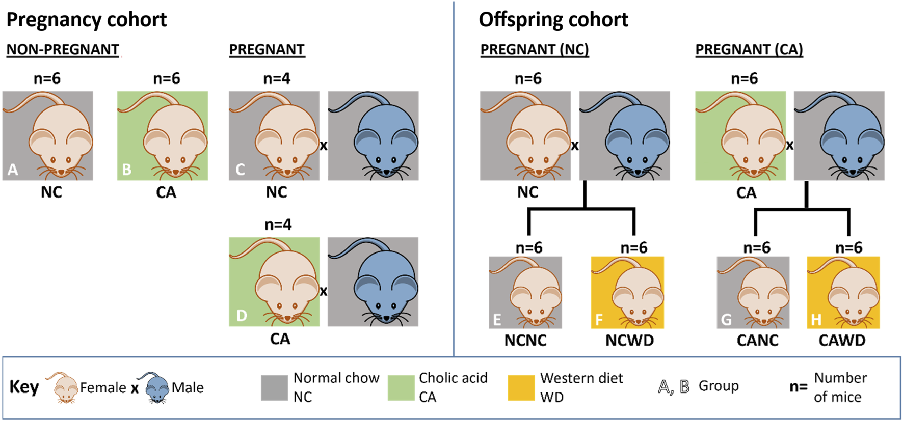 Diagram illustrating two cohorts: Pregnancy and Offspring. The Pregnancy cohort has non-pregnant groups NC (n=6) and CA (n=6), and pregnant groups NC (n=4) and CA (n=4), with females in pink and males in blue. The Offspring cohort shows two pregnant groups, NC and CA, leading to offspring groups NCNC, NCWD, CANC, and CAWD, each with n=6. Background colors denote diet types: gray for Normal Chow, green for Cholic Acid, yellow for Western Diet. Keys and group identifiers are provided for context.