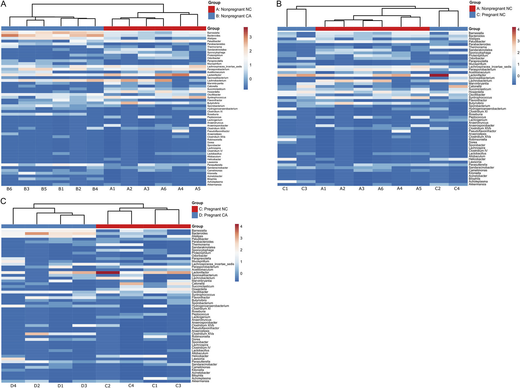 Three clustered heatmaps showing microbial taxa distribution across different groups. A: Nonpregnant NC (red) vs Nonpregnant CA (blue). B: Nonpregnant NC (red) vs Pregnant NC (blue). C: Pregnant NC (red) vs Pregnant CA (blue). Each sample is categorized by conditions like NC (normal chow) and CA (cholic acid-supplemented diet), or Nonpregnant and Pregnant. Color gradient from blue to red represents group variations of microbial abundance. Each heatmap displays taxa on the y-axis and sample groups on the x-axis, with dendrograms showing clustering relationships.