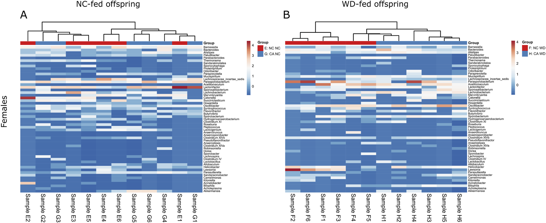 Heatmap comparing microbiota of NC-fed and WD-fed female offspring. Panel A shows NC-fed, and Panel B shows WD-fed groups categorized by conditions like maternal NC (normal chow) and CA (cholic acid-supplemented diet. Color gradient from blue to red represents group variations of microbial abundance. Rows list microbiota types, and columns represent samples.