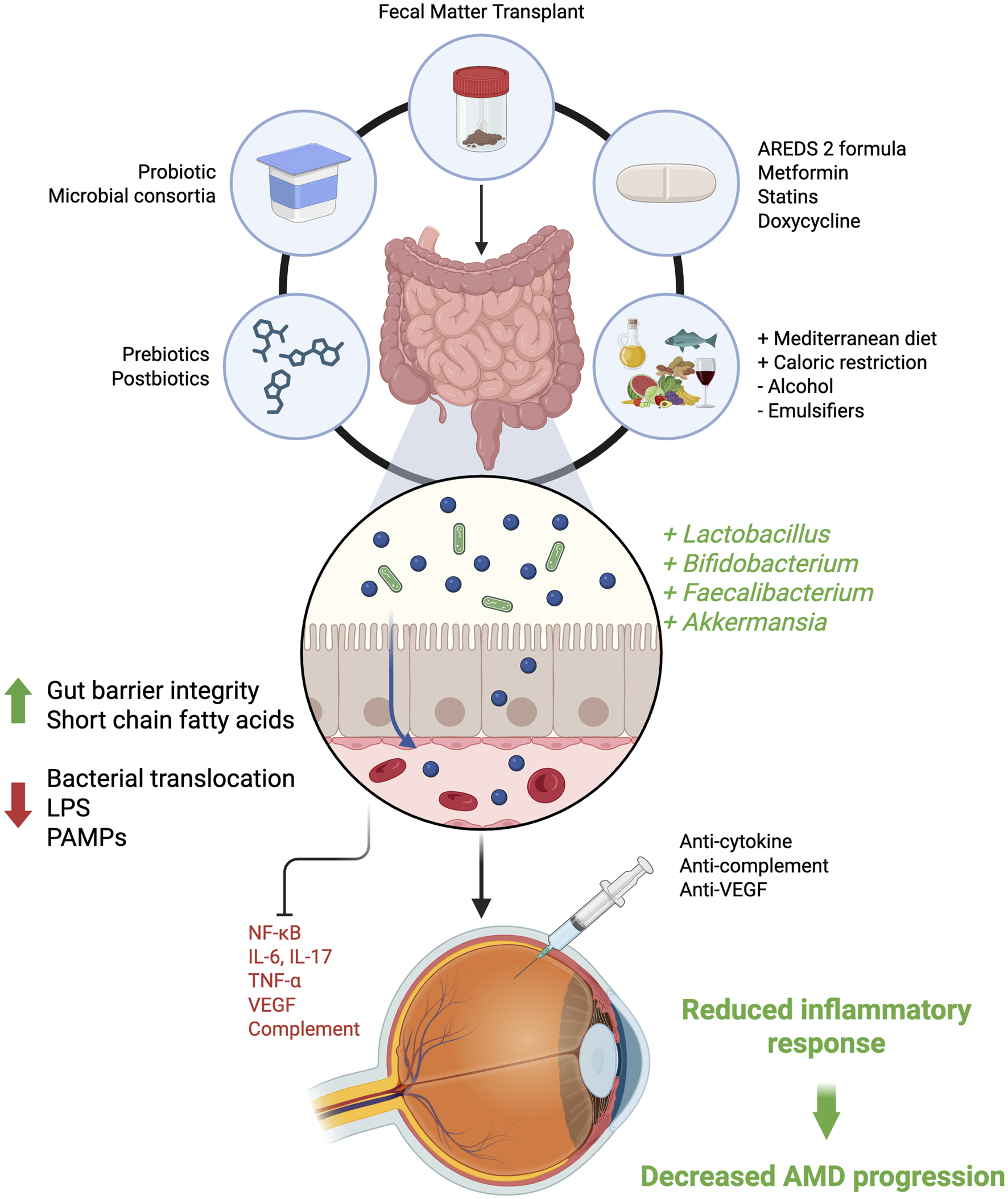 Infographic illustrating gut-targeted interventions such as fecal matter transplant, probiotics, prebiotics, pharmaceuticals, and dietary changes that increase beneficial bacteria, improve gut barrier integrity, reduce inflammation, and ultimately decrease AMD (age-related macular degeneration) progression.