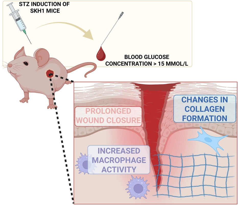 Illustration showing a laboratory mouse injected with STZ, leading to high blood glucose. Inset highlights wound healing impairment, prolonged closure, increased macrophage activity, and changes in collagen formation under hyperglycemia.