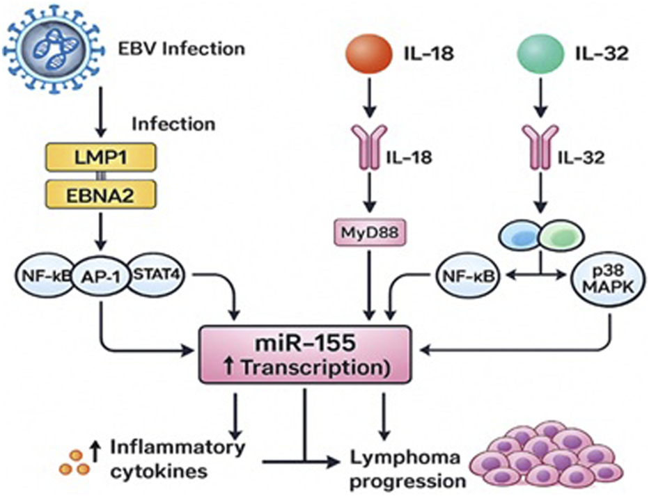 Diagram illustrating the molecular pathway of Epstein-Barr Virus (EBV) infection leading to lymphoma progression. EBV infection activates LMP1 and EBNA2, triggering NF-kB, AP-1, and STAT4, which increase miR-155 transcription. Additionally, interleukins IL-18 and IL-32 activate pathways involving MyD88, NF-kB, and p38 MAPK. These processes collectively elevate inflammatory cytokines and contribute to lymphoma progression.