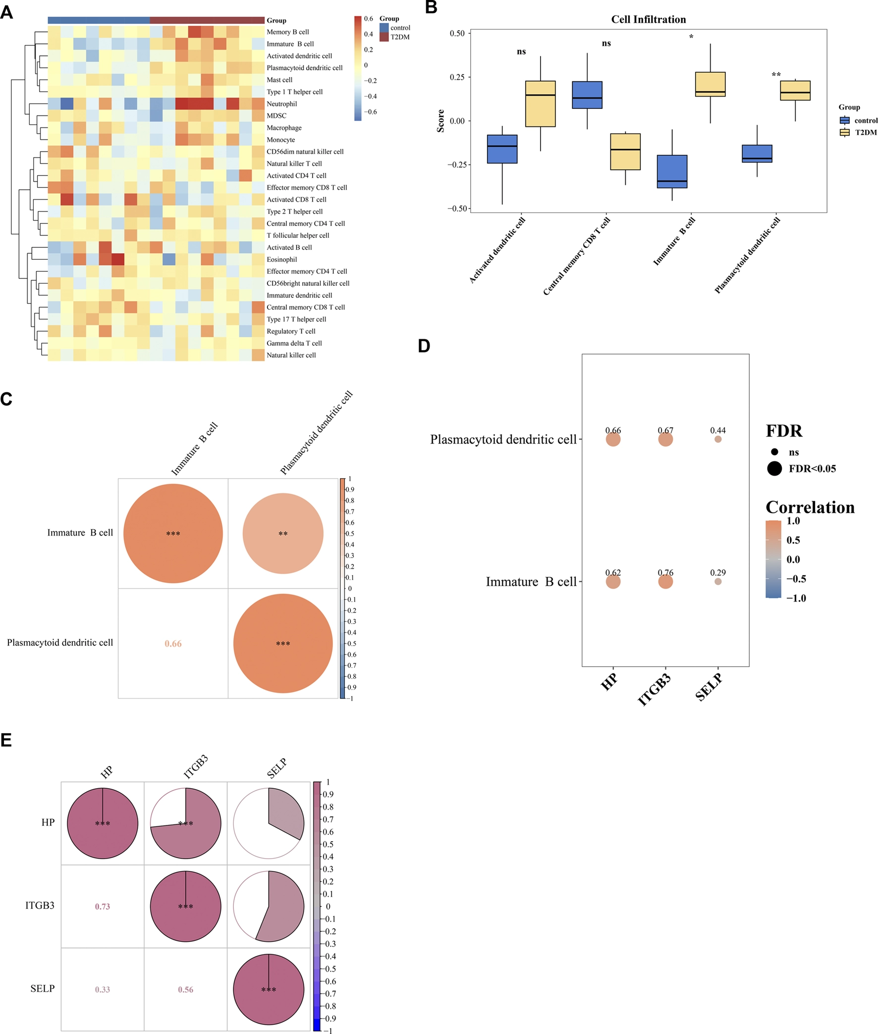 Panel A is a heatmap showing immune cell type abundance across control and type two diabetes mellitus groups; higher and lower values are indicated by red and blue. Panel B is a boxplot displaying differences in infiltration scores of four cell types between groups, with statistical significance marked by asterisks. Panel C is a circular correlation matrix for two cell types, immature B cell and plasmacytoid dendritic cell, with correlation strength indicated by color and circle size. Panel D is a bubble plot showing significant correlations between genes (HP, ITGB3, SELP) and two cell types, with false discovery rates indicated by bubble size. Panel E is a circular correlation plot depicting relationships among HP, ITGB3, and SELP, with correlation coefficients represented by color intensity and numbers.