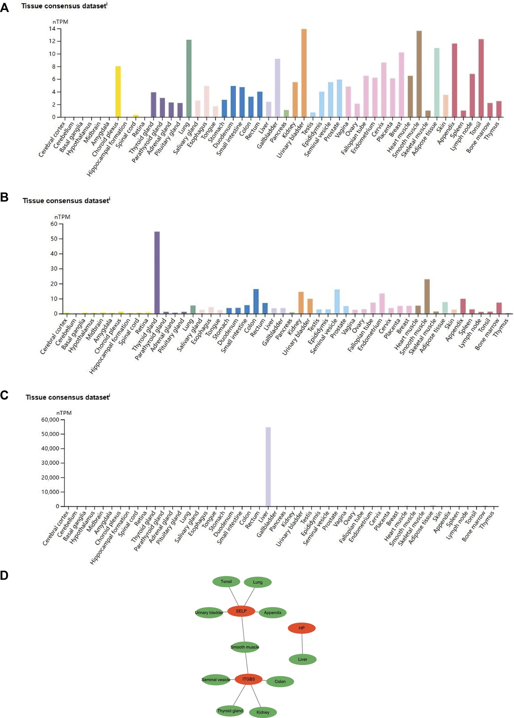 Panel A shows a multicolored bar chart of gene expression levels (nTPM) across various human tissues, with moderate variation among tissues. Panel B displays a similar bar chart with one tissue (pituitary gland) showing markedly higher expression. Panel C presents another bar chart with extremely high gene expression isolated to the pancreas. Panel D contains a network diagram showing relationships between genes (SELP, HP, ITGB3) and multiple tissue types, with green and orange nodes connected by lines indicating interactions.