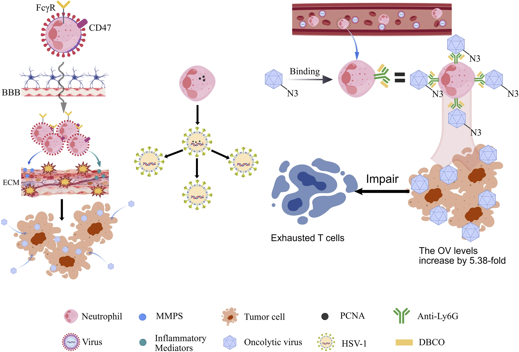 Scientific illustration showing that neutrophils carrying oncolytic viruses cross the blood-brain barrier and the extracellular matrix to migrate toward tumor cells. Meanwhile, PCNA present inside the neutrophils boosts the replication efficiency of HSV-1. Binding and targeting, illustrated with N3 and anti-Ly6G antibodies, increase oncolytic virus delivery and impair exhausted T cells. Viral delivery efficacy is quantified as a 5.38-fold increase. Legends identify cell types and molecular components with color-coded icons.