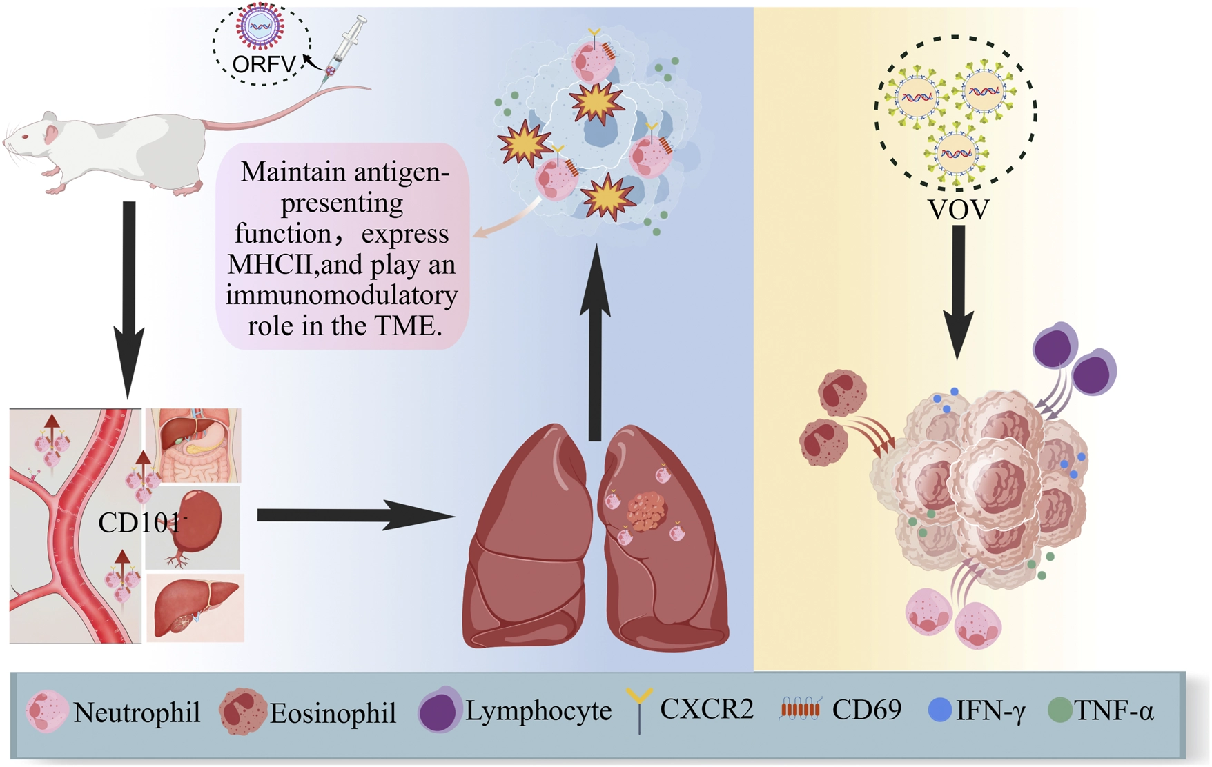 Scientific illustration depicting a mouse model injected with ORFV, demonstrating antigen-presenting functions, MHCII expression, and immunomodulation in the tumor microenvironment. Arrows trace immune cell migration, tumor targeting, and activation. Symbols and a legend indicate neutrophils, eosinophils, lymphocytes, and immunological markers CXCR2, CD69, IFN-gamma, and TNF-alpha.