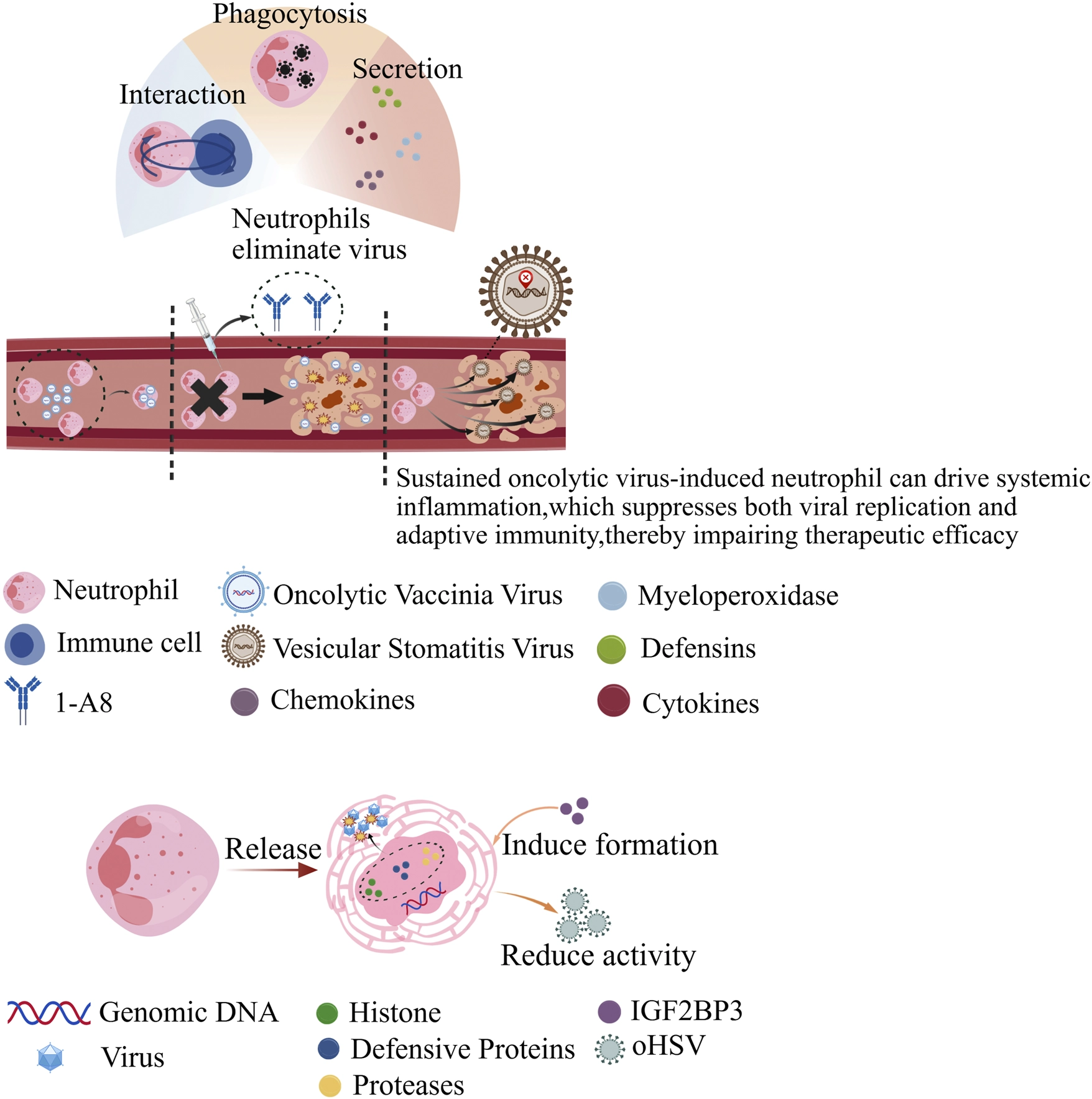Diagram illustrating how neutrophils interact with oncolytic viruses through phagocytosis, secretion of chemokines and cytokines, and elimination, leading to systemic inflammation and suppression of therapeutic efficacy in cancer treatment. The lower section depicts release of neutrophil components, induction of extracellular traps, and reduced virus activity. A legend identifies cell types, viruses, proteins, and molecules.