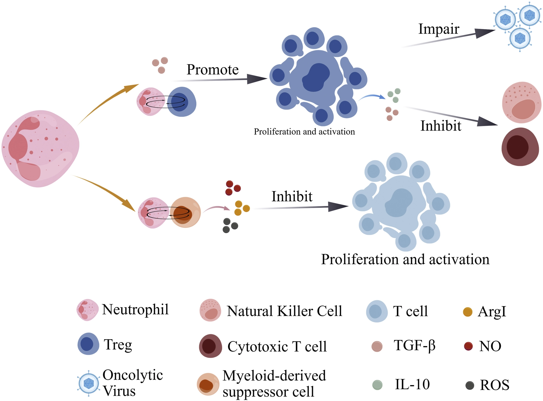 Diagram illustrating how neutrophils interact with immune cells. Neutrophils promote Treg cell proliferation and activation, which impairs oncolytic viruses and inhibits natural killer and cytotoxic T cells. Neutrophils also interact with myeloid-derived suppressor cells, which inhibit T cell proliferation and activation through ArgI, NO, TGF-β, IL-10, and ROS. Color-coded legend identifies each cell type and molecule.